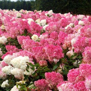 Hortensja Bukietowa Hydrangea pan. 'Vanille Fraise' C1,5/P15 20-30 CM
