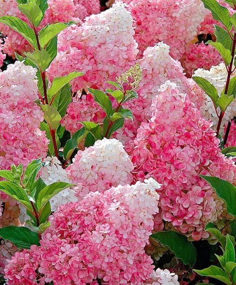 Hortensja Bukietowa Hydrangea pan. 'Vanille Fraise' C1,5/P15 20-30 CM Hortensja Bukietowa Hydrangea pan. 'Vanille Fraise' C1,5/P15 20-30 CM