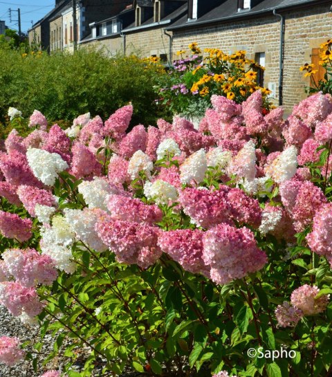 Hortensja Bukietowa Hydrangea pan. 'Vanille Fraise' C1,5/P15 20-30 CM Hortensja Bukietowa Hydrangea pan. 'Vanille Fraise' C1,5/P15 20-30 CM