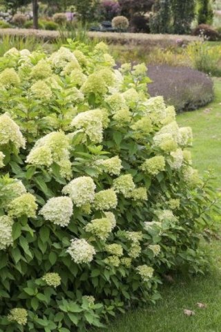 Hortensja Hydrangea paniculata 'Limelight' C2