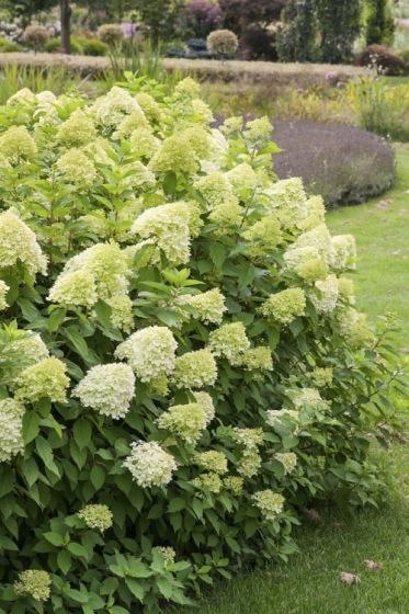 Hortensja Hydrangea paniculata 'Limelight' C2 Hortensja Hydrangea paniculata 'Limelight' C2