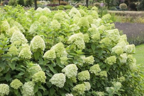 Hortensja Hydrangea paniculata 'Limelight' C2 Hortensja Hydrangea paniculata 'Limelight' C2