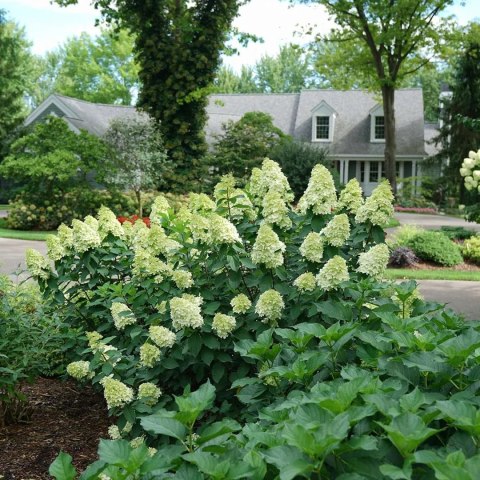 Hortensja Hydrangea paniculata 'Limelight' C2 Hortensja Hydrangea paniculata 'Limelight' C2