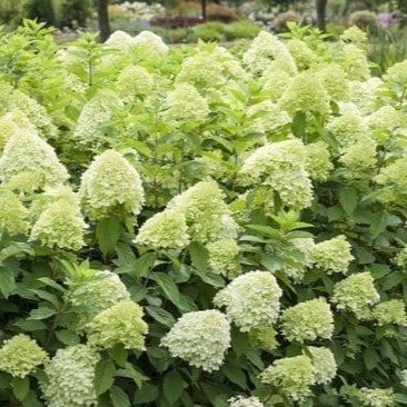 Hortensja Hydrangea paniculata 'Limelight' C2