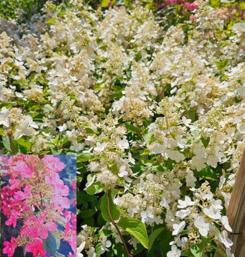 Hortensja Pink Diamond BUKIETOWA PRAWDZIWE ZDJĘCIA