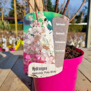 Hortensja 'Pinky Winky' PIĘKNA BUKIETOWA REAL FOTO C2