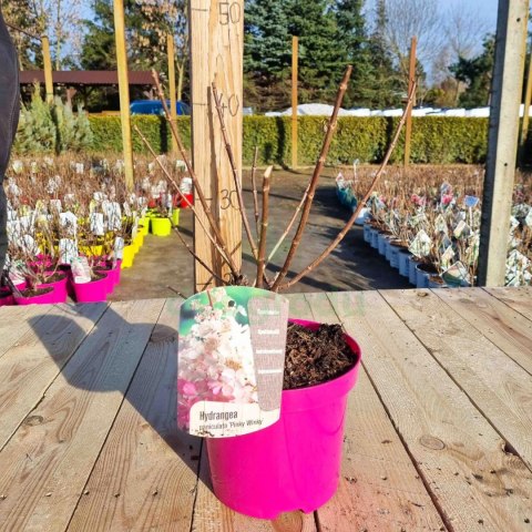 Hortensja 'Pinky Winky' PIĘKNA BUKIETOWA REAL FOTO C2 Hortensja 'Pinky Winky' PIĘKNA BUKIETOWA REAL FOTO C2