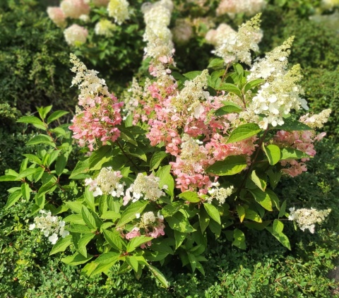 Hortensja 'Pinky Winky' PIĘKNA BUKIETOWA REAL FOTO C2