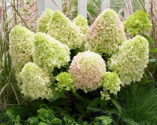 Hortensja bukietowa (Hydrangea paniculata) 'Little Fresco' C2