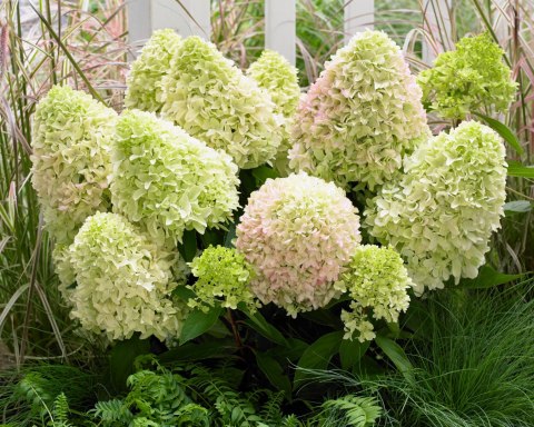 Hortensja bukietowa (Hydrangea paniculata) 'Little Fresco' C2 Hortensja bukietowa (Hydrangea paniculata) 'Little Fresco' C2