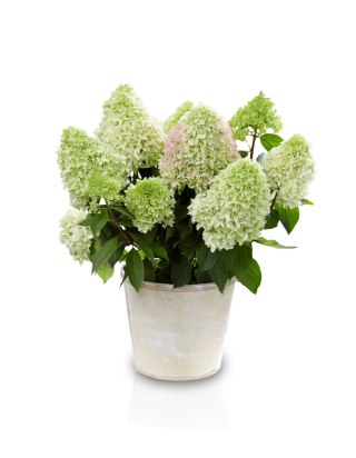 Hortensja bukietowa (Hydrangea paniculata) 'Little Fresco' C2