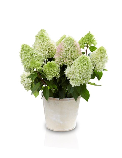 Hortensja bukietowa (Hydrangea paniculata) 'Little Fresco' C2 Hortensja bukietowa (Hydrangea paniculata) 'Little Fresco' C2