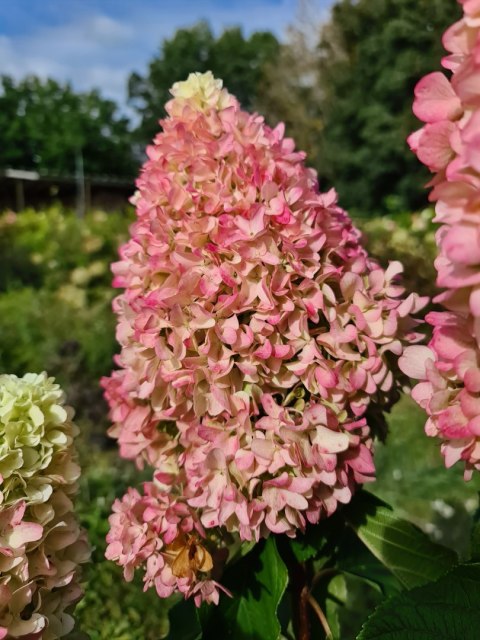 Hortensja bukietowa (Hydrangea paniculata) 'Little Fresco' C2 Hortensja bukietowa (Hydrangea paniculata) 'Little Fresco' C2