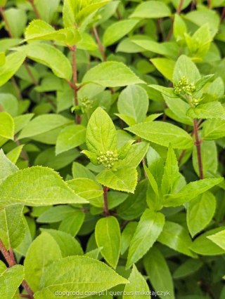 Hortensja bukietowa (Hydrangea paniculata) 'Pastelgreen' C2