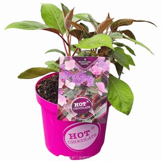 Hortensja kosmata Hydrangea asp. 'Hot Chocolate' C3/P19 25-30 CM