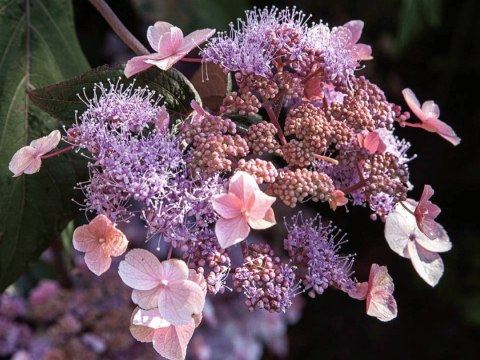 Hortensja kosmata Hydrangea asp. 'Hot Chocolate' C3/P19 25-30 CM Hortensja kosmata Hydrangea asp. 'Hot Chocolate' C3/P19 25-30 CM