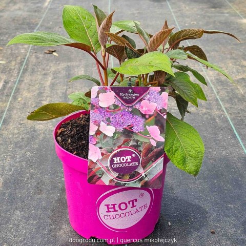 Hortensja kosmata Hydrangea asp. 'Hot Chocolate' C3/P19 25-30 CM Hortensja kosmata Hydrangea asp. 'Hot Chocolate' C3/P19 25-30 CM