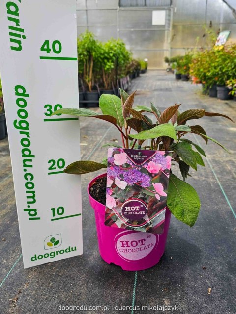 Hortensja kosmata Hydrangea asp. 'Hot Chocolate' C3/P19 25-30 CM Hortensja kosmata Hydrangea asp. 'Hot Chocolate' C3/P19 25-30 CM