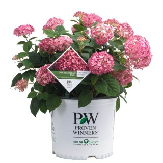 Hortensja krzewiasta Hydrangea arb. 'Ruby Annabelle' C3/P19 20-25 CM
