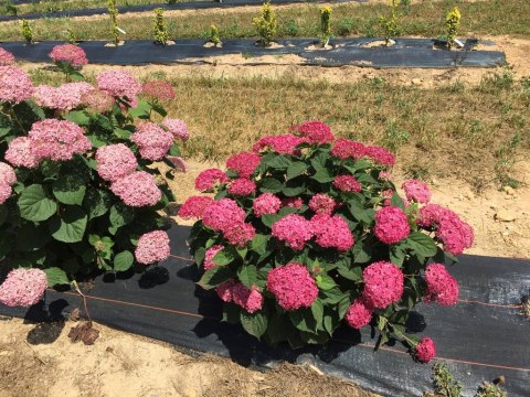 Hortensja krzewiasta Hydrangea arb. 'Ruby Annabelle' C3/P19 20-25 CM Hortensja krzewiasta Hydrangea arb. 'Ruby Annabelle' C3/P19 20-25 CM