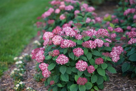 Hortensja krzewiasta Hydrangea arb. 'Ruby Annabelle' C3/P19 20-25 CM Hortensja krzewiasta Hydrangea arb. 'Ruby Annabelle' C3/P19 20-25 CM