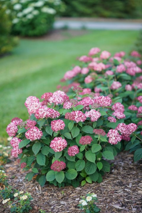 Hortensja krzewiasta Hydrangea arb. 'Ruby Annabelle' C3/P19 20-25 CM Hortensja krzewiasta Hydrangea arb. 'Ruby Annabelle' C3/P19 20-25 CM