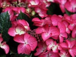 Hortensja ogrodowa (Hydrangea macrophylla) 'Dark Angel' C2