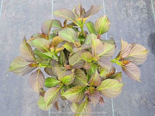 Hortensja ogrodowa (Hydrangea macrophylla) 'Dark Angel' C2