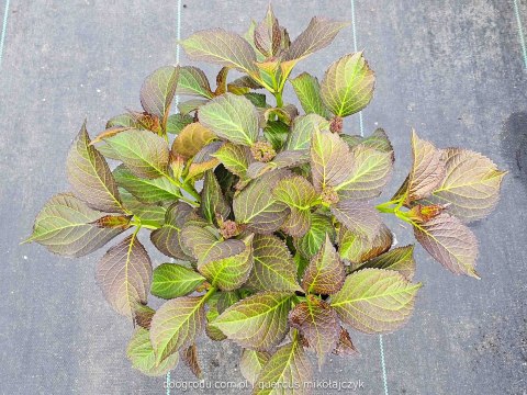 Hortensja ogrodowa (Hydrangea macrophylla) 'Dark Angel' C2 Hortensja ogrodowa (Hydrangea macrophylla) 'Dark Angel' C2
