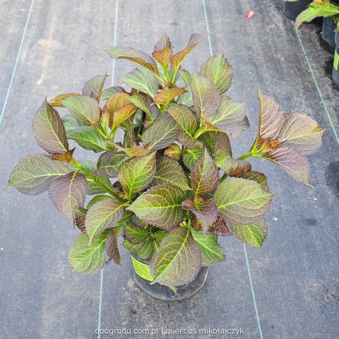 Hortensja ogrodowa (Hydrangea macrophylla) 'Dark Angel' C2 Hortensja ogrodowa (Hydrangea macrophylla) 'Dark Angel' C2