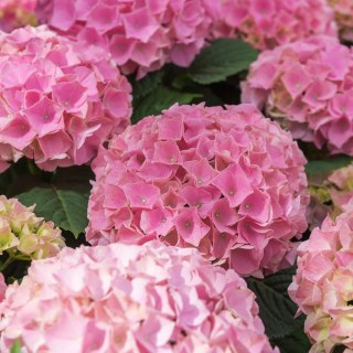 Hortensja ogrodowa (Hydrangea macrophylla) 'Early Pink' C2