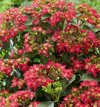 Hortensja ogrodowa (Hydrangea macrophylla) 'Francy Hot Pink' C2