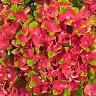 Hortensja ogrodowa (Hydrangea macrophylla) 'Glossy Lips' C2