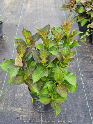 Hortensja ogrodowa (Hydrangea macrophylla) 'Glossy Lips' C2