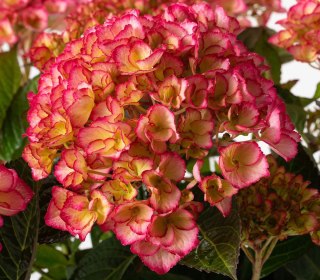 Hortensja ogrodowa (Hydrangea macrophylla) SAXON 'Gräfin Cosel' C2