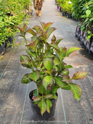 Hortensja ogrodowa (Hydrangea macrophylla) SAXON 'Gräfin Cosel' C2