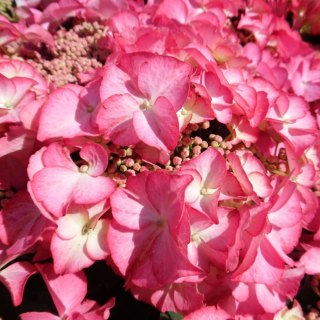Hortensja ogrodowa (Hydrangea macrophylla) 'Tiffany Pink' C2