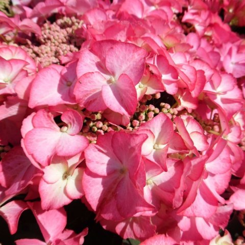 Hortensja ogrodowa (Hydrangea macrophylla) 'Tiffany Pink' C2 Hortensja ogrodowa (Hydrangea macrophylla) 'Tiffany Pink' C2