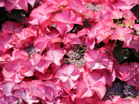 Hortensja ogrodowa (Hydrangea macrophylla) 'Tiffany Pink' C2 Hortensja ogrodowa (Hydrangea macrophylla) 'Tiffany Pink' C2