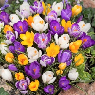 KROKUS MIX KOLORÓW XL 250SZT - DUŻE CEBULE + GRATIS CZOSNEK OZDOBNY