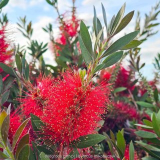 KUFLIK CYTRYNOWY CALLISTEMON LEAVIS C25 60CM XL GIGANTYCZNY CZERWONY XXL