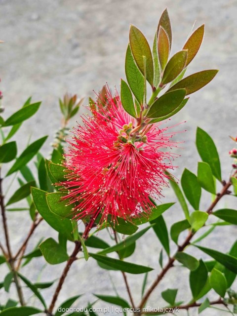 KUFLIK CYTRYNOWY CALLISTEMON LEAVIS C25 60CM XL GIGANTYCZNY CZERWONY XXL KUFLIK CYTRYNOWY CALLISTEMON LEAVIS C25 60CM XL GIGANTYCZNY CZERWONY XXL