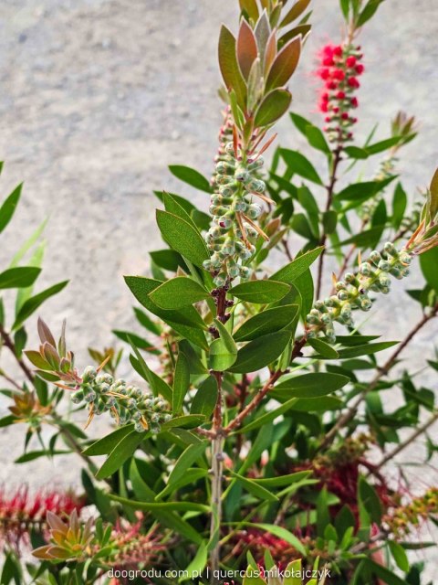 KUFLIK CYTRYNOWY CALLISTEMON LEAVIS C25 60CM XL GIGANTYCZNY CZERWONY XXL KUFLIK CYTRYNOWY CALLISTEMON LEAVIS C25 60CM XL GIGANTYCZNY CZERWONY XXL
