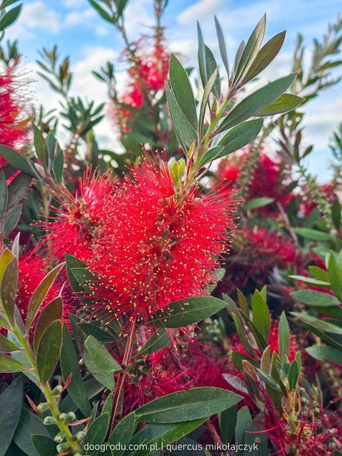 KUFLIK CYTRYNOWY CALLISTEMON LEAVIS C25 60CM XL GIGANTYCZNY CZERWONY XXL KUFLIK CYTRYNOWY CALLISTEMON LEAVIS C25 60CM XL GIGANTYCZNY CZERWONY XXL