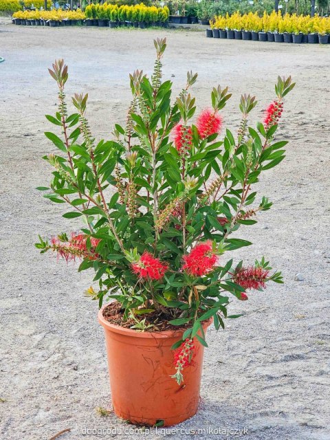 KUFLIK CYTRYNOWY CALLISTEMON LEAVIS C25 60CM XL GIGANTYCZNY CZERWONY XXL KUFLIK CYTRYNOWY CALLISTEMON LEAVIS C25 60CM XL GIGANTYCZNY CZERWONY XXL