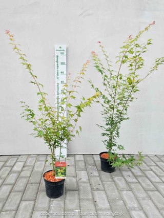 Klon palmowy Acer Palmatum 'Katsura' 80-120cm C2