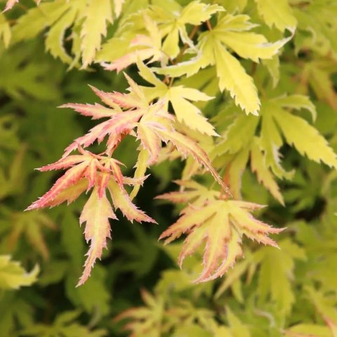 Klon palmowy Acer Palmatum 'Metamorphose' 80-120cm C2