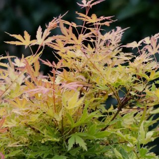 Klon palmowy Acer Palmatum 'Metamorphose' 80-120cm C2