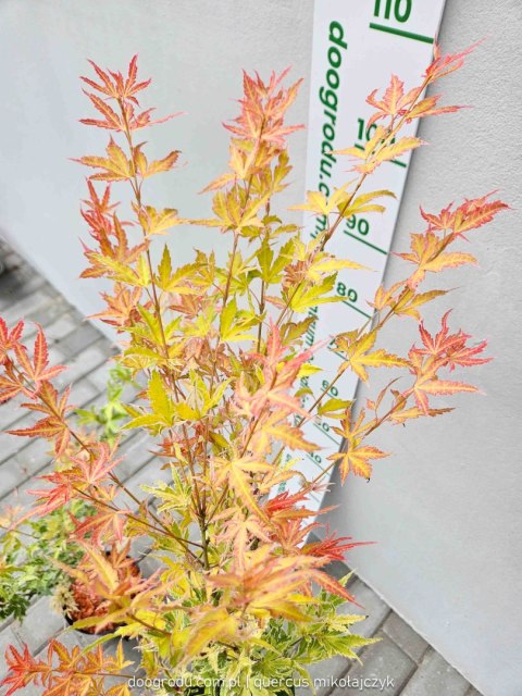 Klon palmowy Acer Palmatum 'Metamorphose' 80-120cm C2