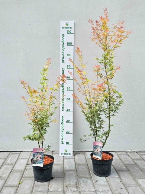 Klon palmowy Acer Palmatum 'Metamorphose' 80-120cm C2